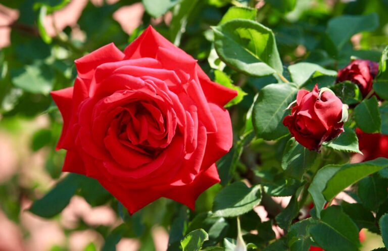 profumo di rosa