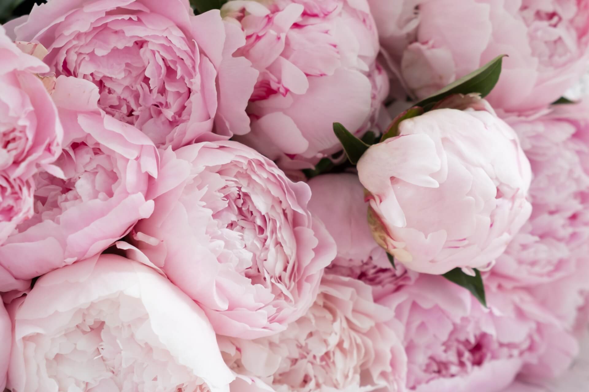 saponi alla peonia