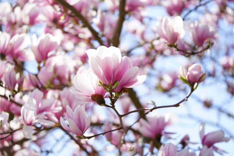 pianta di magnolia per profumi e saponi alla magnolia