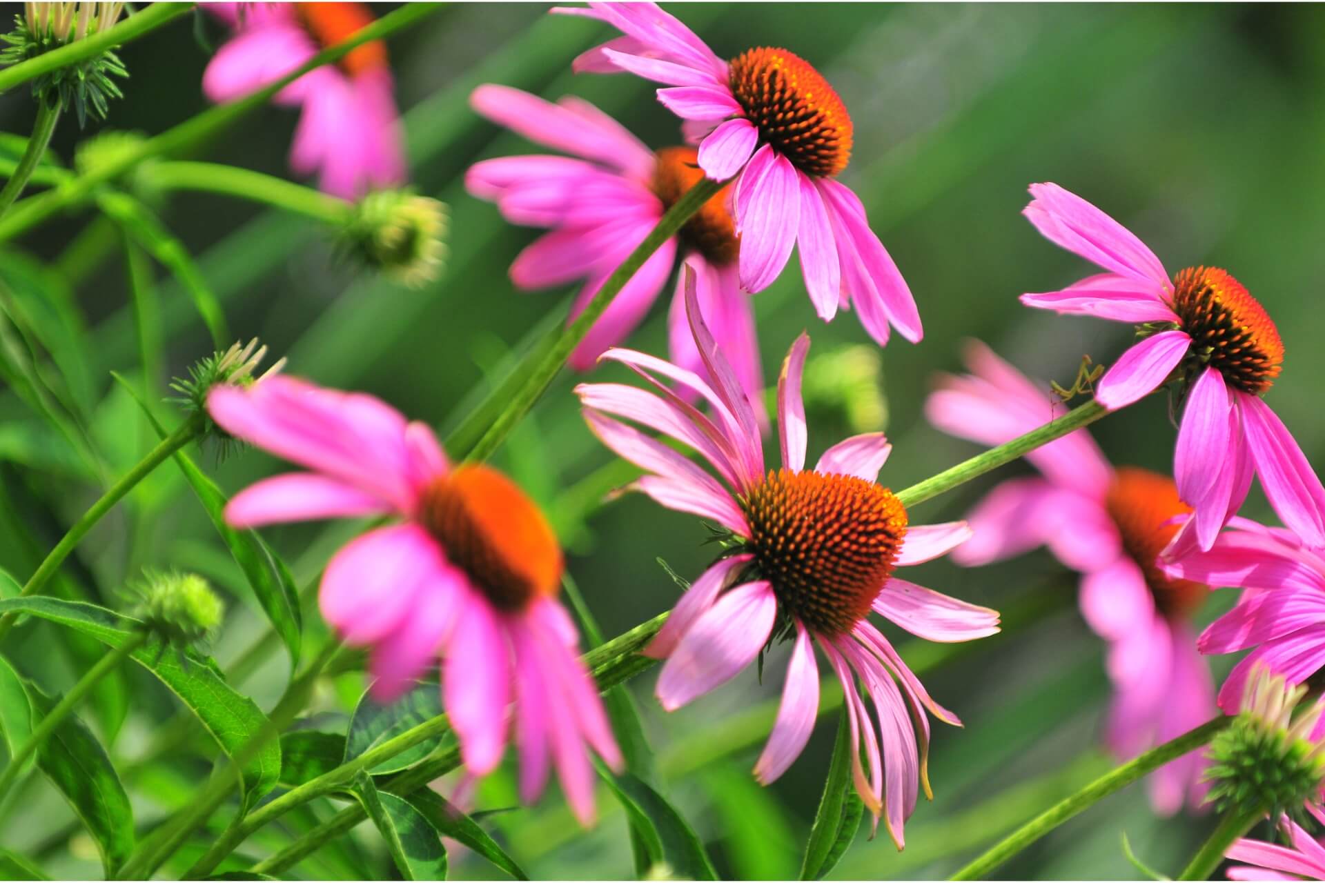 saponi all'echinacea pianta con proprietà officinali