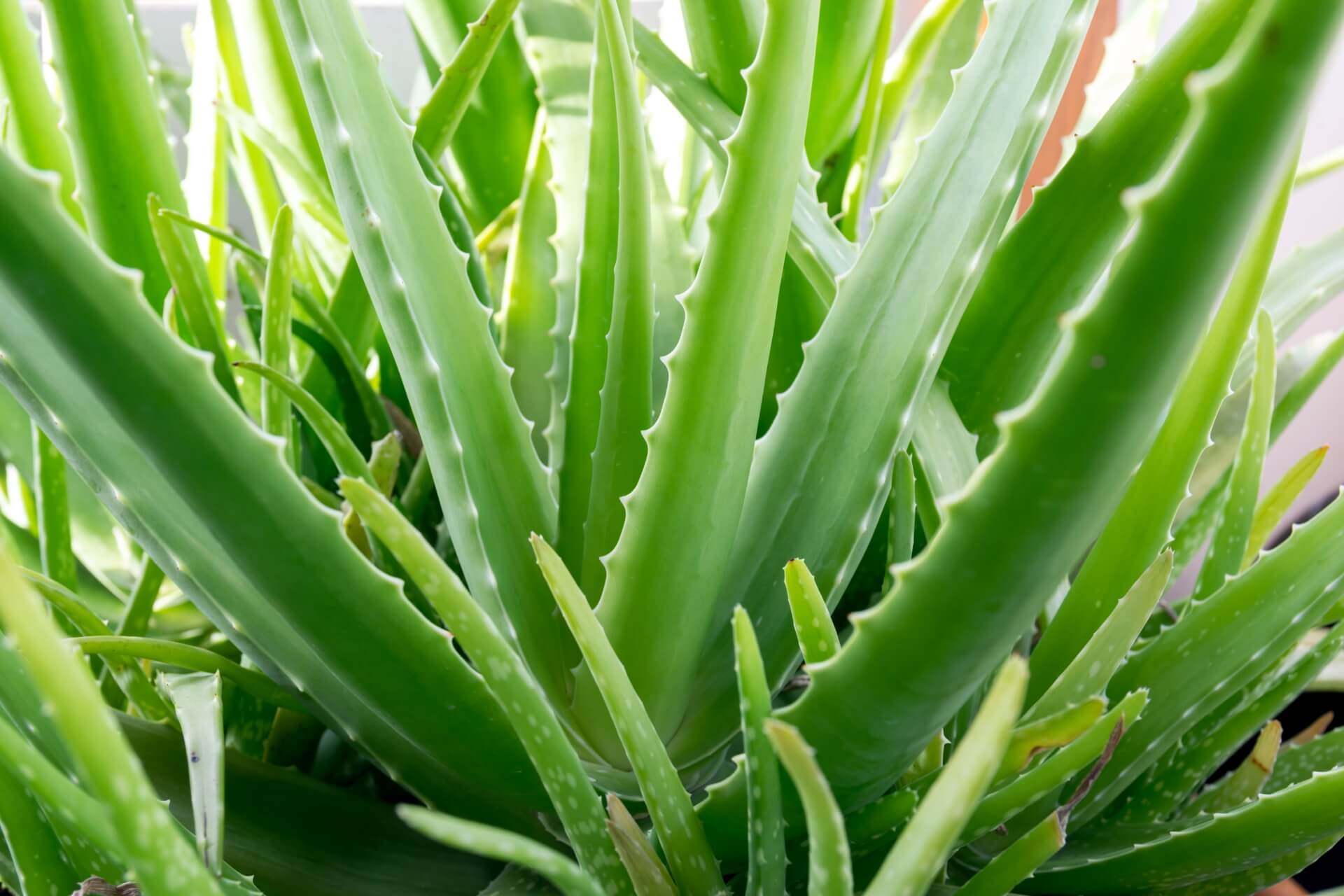 aloe vera pianta: ingrediente per saponi vegetali