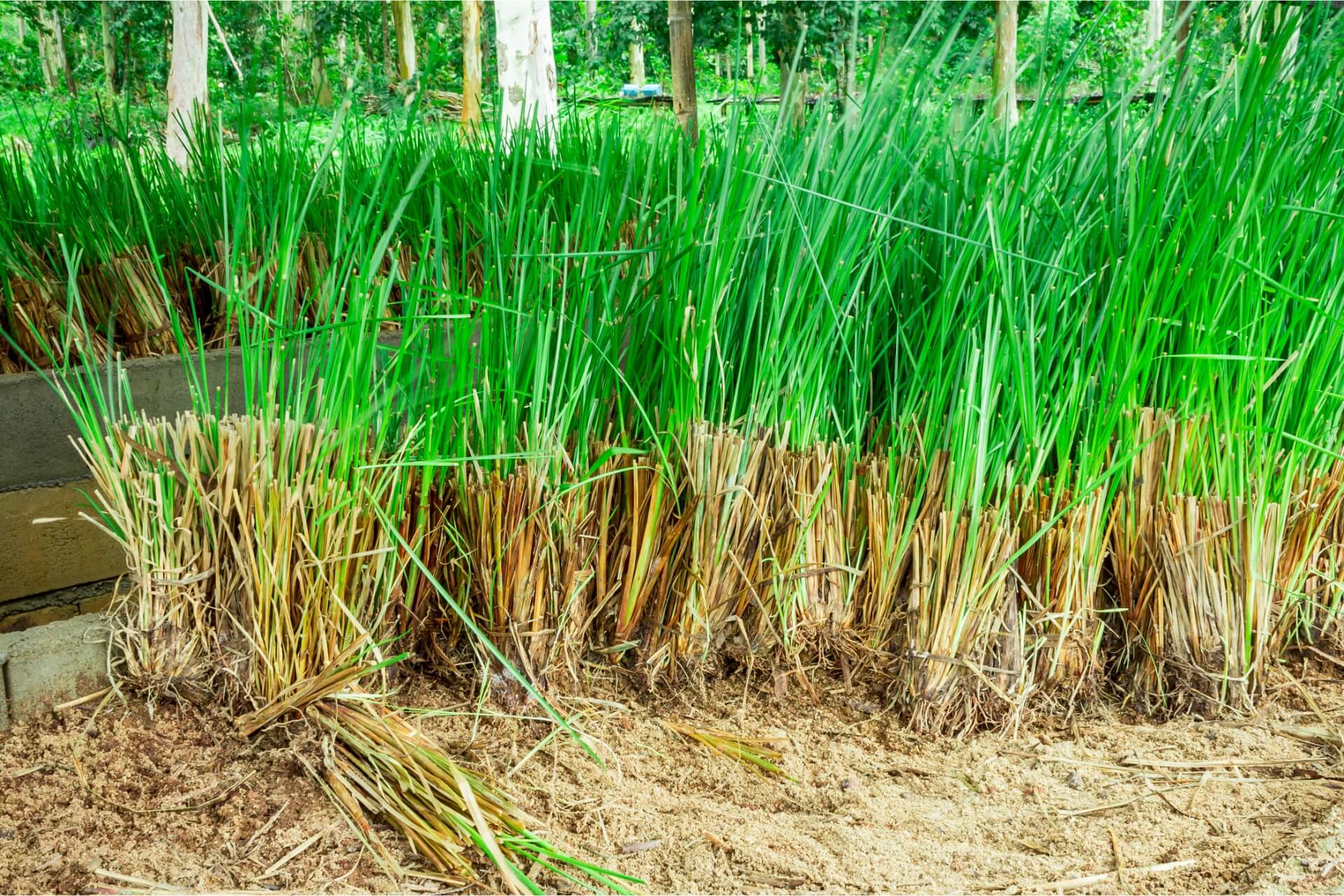 pianta del vetiver da cui si ricava essenza per saponi e profumi al vetiver