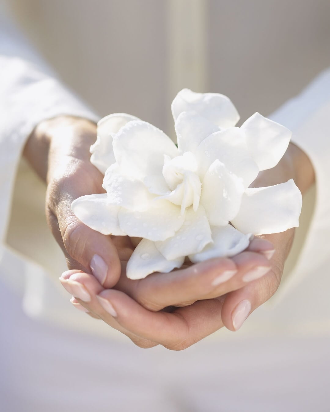 gardenia fiore simbolo della festa della donna l'8 marzo