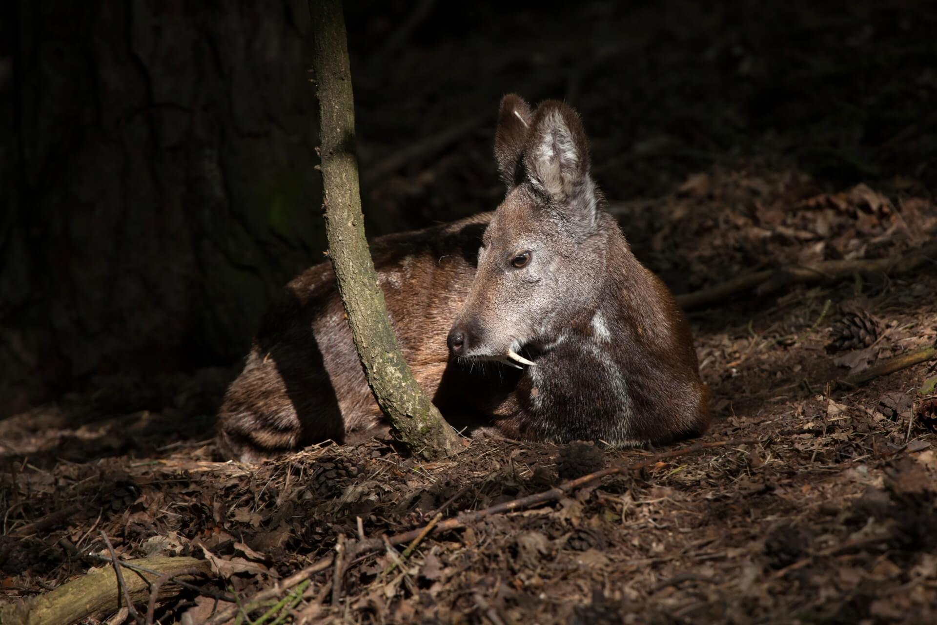 moschus moschiferus, l'animale da cui si ricava il profumo muschio bianco