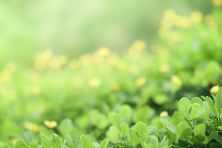 earth day giornata mondiale della terra - saponi sostenibili