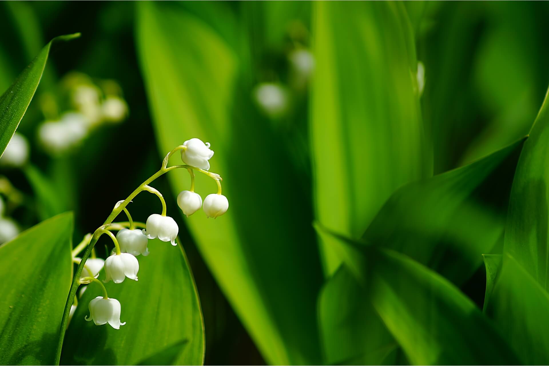 fiori di mughetto per creazione saponi profumati