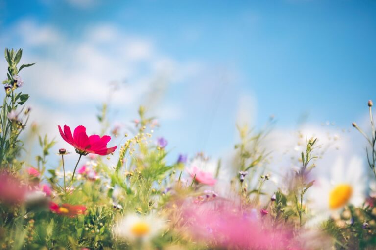 profumi e fragranze della primavera per saponi primaverili