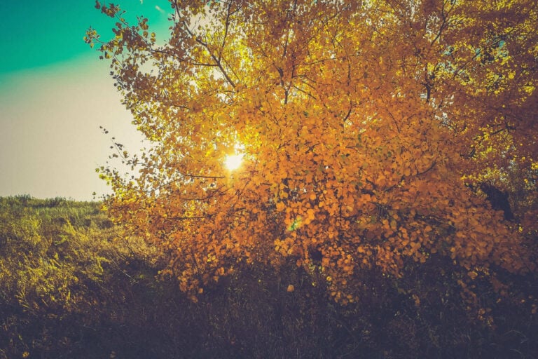 profumi e saponi autunnali, fragranze di inizio autunno