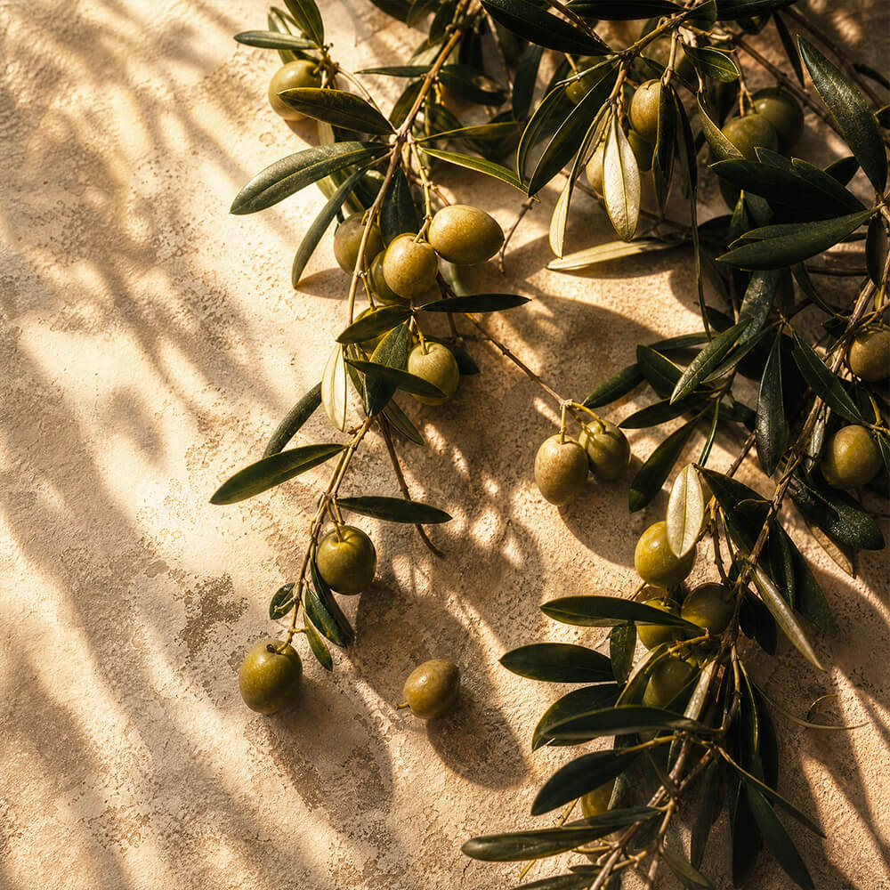 ramo di olivo con olive per la creazione della fragranza cosmetica all'olio di oliva